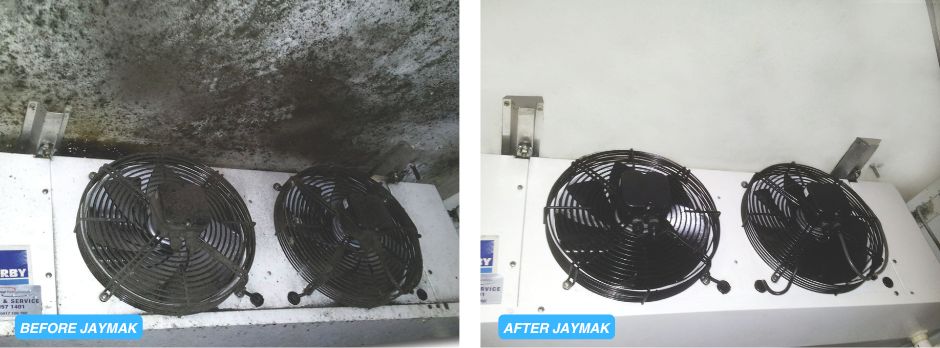 mould before and after photos
